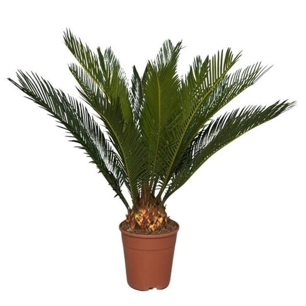cycas revoluta 12+ blad