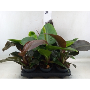 Philodendron   ...