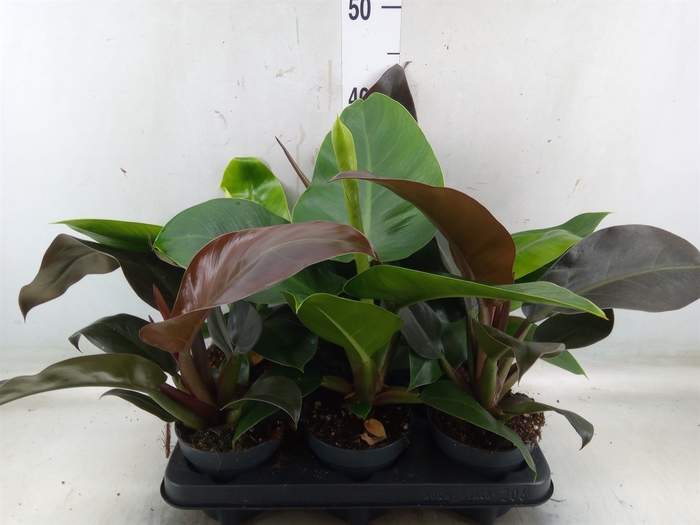 <h4>Philodendron   ...</h4>
