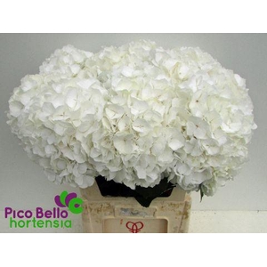 HYDR M CH WHI VERENA