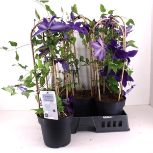 !! PROMO !! CLEM GARLAND BLUE P19