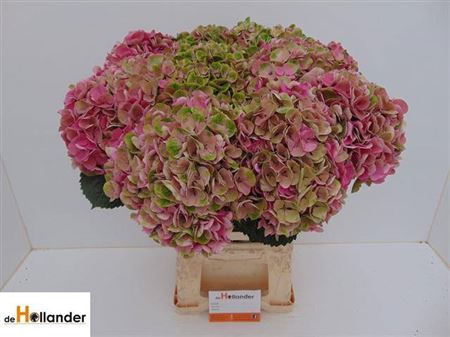 <h4>Hydr M Mag Coral</h4>