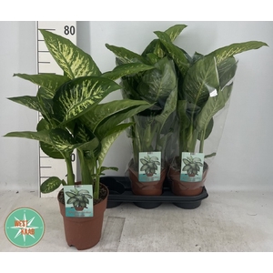 Dieff Se Tropic Snow