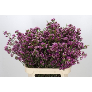 Chamelaucium 'Nina's Delight'