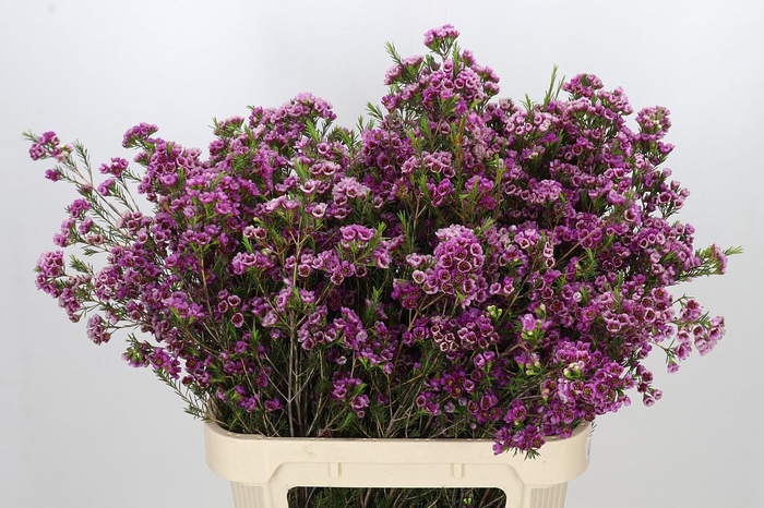 <h4>Chamelaucium 'Nina's Delight'</h4>