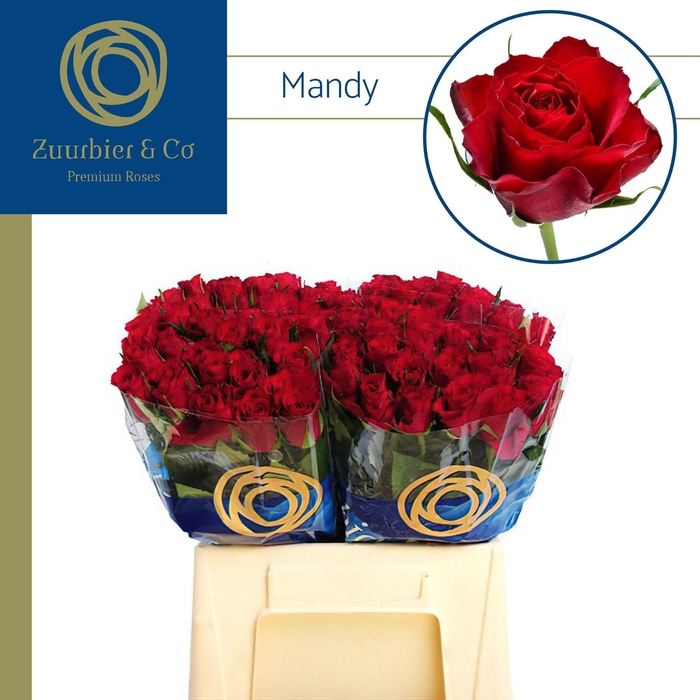<h4>R GR MANDY 50</h4>