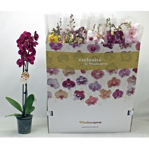 PHAL GEM 10 KL