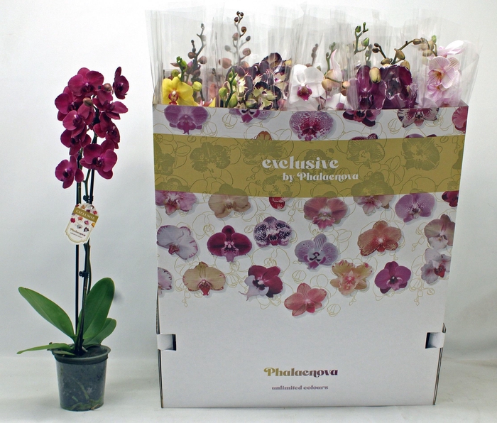 <h4>PHAL GEM 10 KL</h4>