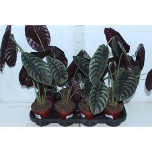ALOCASIA CUPREA P12