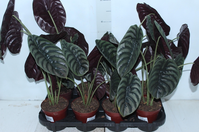 ALOCASIA CUPREA P12
