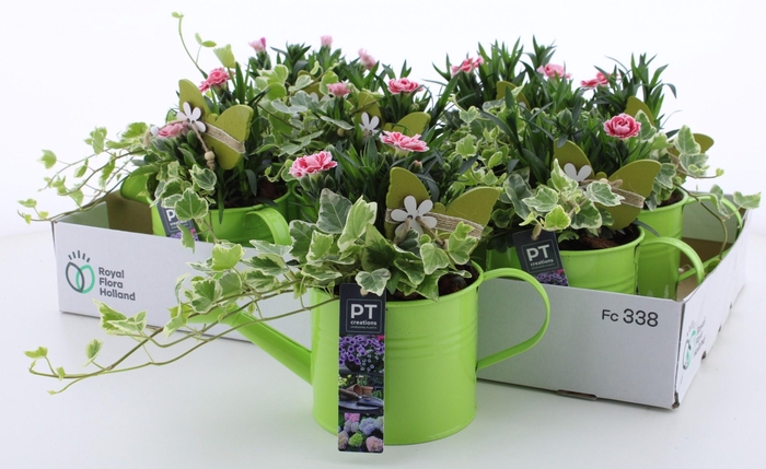 <h4>ARR TUINPLANTEN</h4>