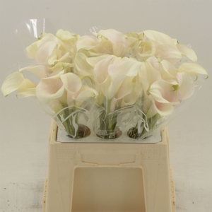 Calla Ventura