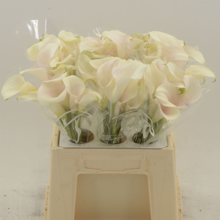 <h4>Calla Ventura</h4>