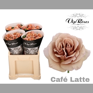 R GR CAFE LATTE x40