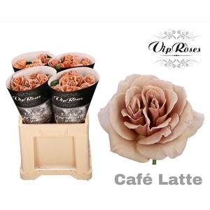 R Gr Cafe Latte X40