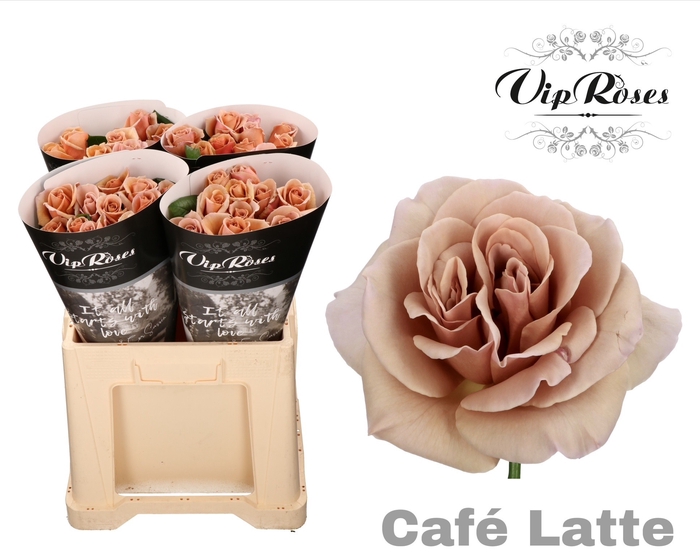 <h4>R Gr Cafe Latte X40</h4>
