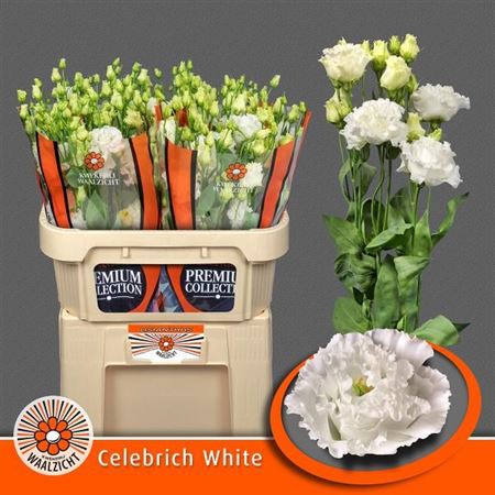 <h4>Eustoma G Celebrich White</h4>