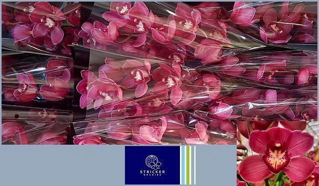 <h4>CYMB T RED DREAM</h4>