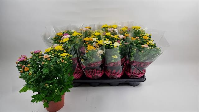 CHRYS ROSSI GEM POT