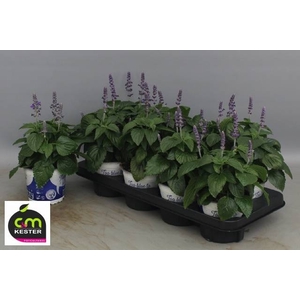 SALVIA MYS SPIRES BL