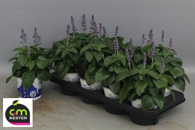 <h4>SALVIA MYS SPIRES BL</h4>