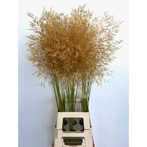 Stipa Gigantea