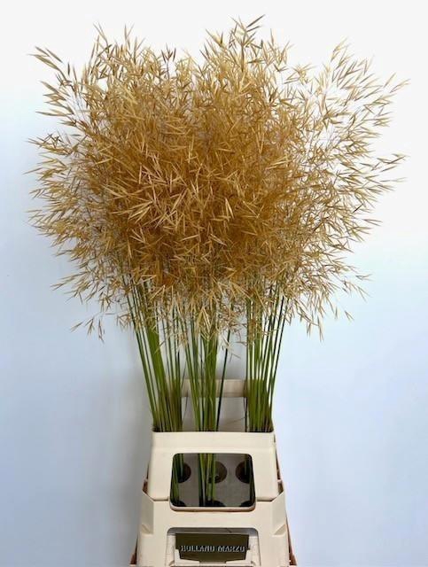 <h4>Stipa Gigantea</h4>