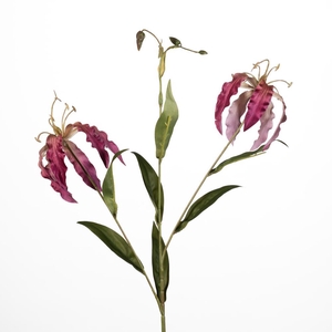 AF Gloriosa x3 L73cm D.pink