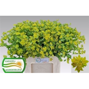 Bupleurum Rotundifol