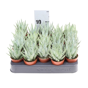 Aloe humilis