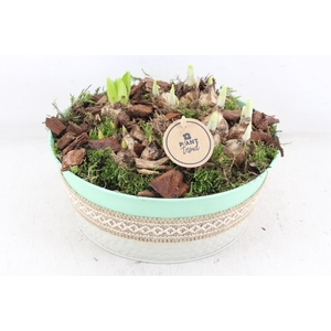 arr4 Bollenmix PL - Zink schaal groen jute