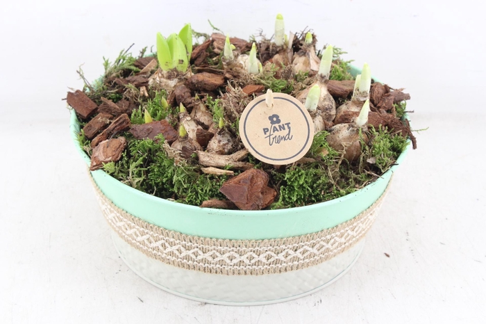 <h4>arr4 Bollenmix PL - Zink schaal groen jute</h4>