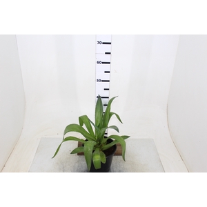 AGAVE ATTENUATA P20