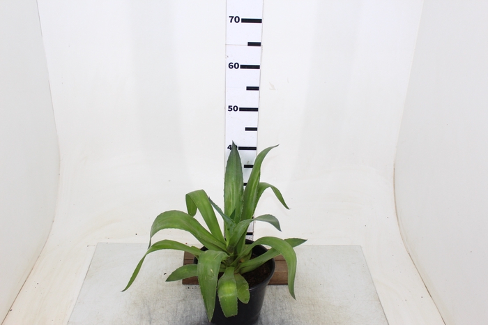 AGAVE ATTENUATA P20