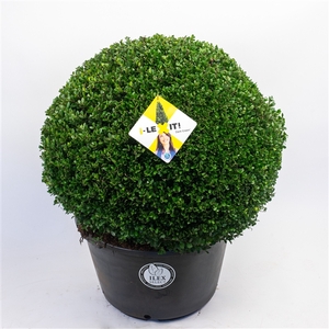 Ilex crenata Dark Green, P60, Bol Ø70cm