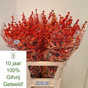 ILEX VE OUDIJ ORANGE