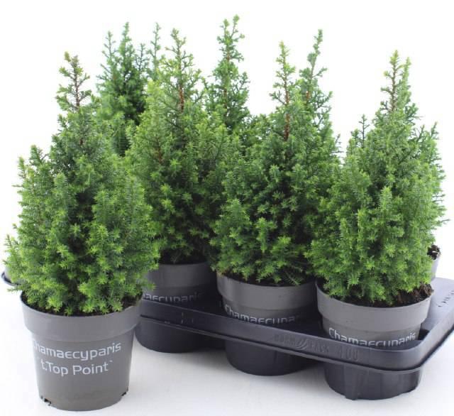 <h4>CHAM TH TOP POINT</h4>