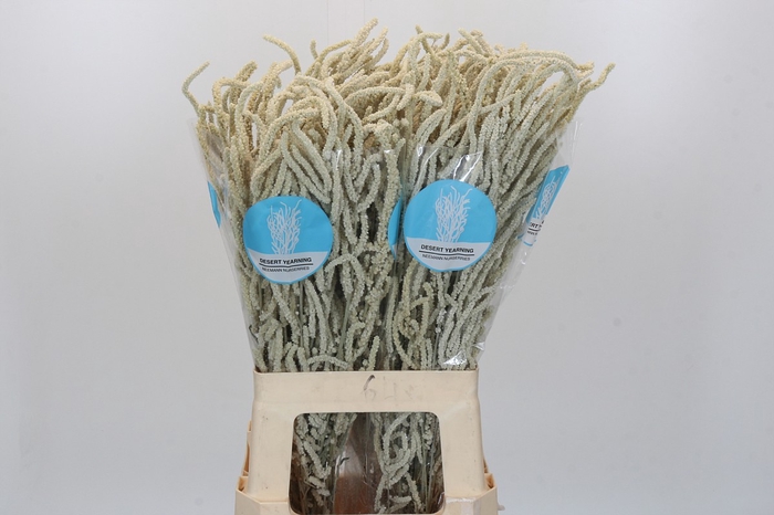 <h4>Amaranthus Yearming Desert</h4>