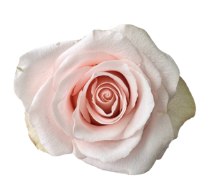 <h4>R GR SWEET BEAT</h4>