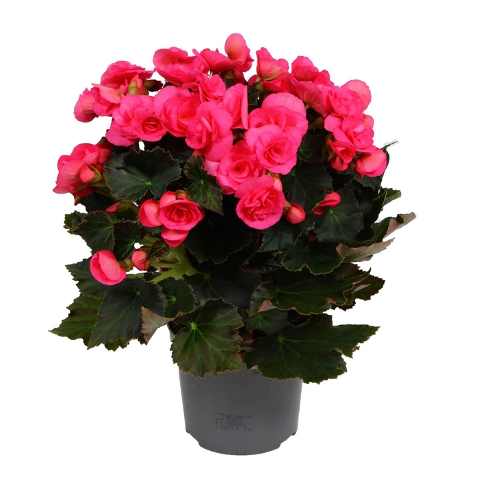 <h4>Begonia elat. HL 'Adonia Pink'</h4>