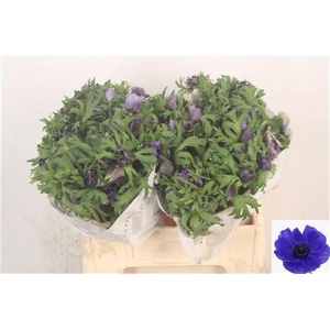 Anemone Mistral Blue