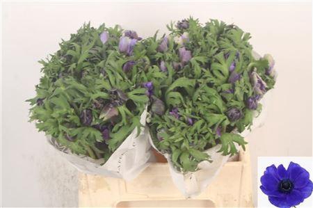 <h4>Anemone Mistral Blue</h4>