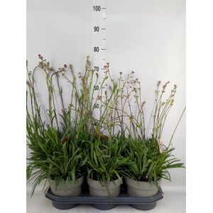 Lychnis viscaria 'Plena'