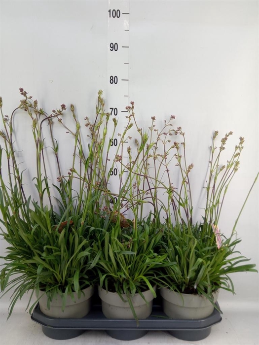 <h4>Lychnis viscaria 'Plena'</h4>