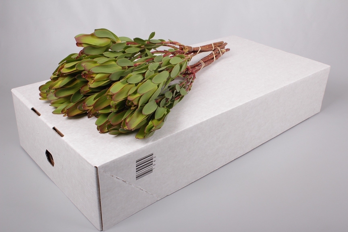 Leucadendron Laurel Yellow Spray