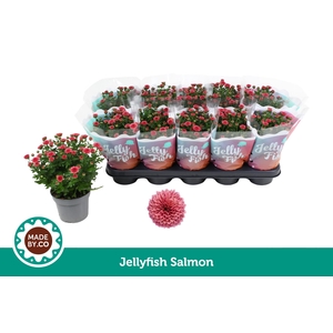 Chrysant Jellyfish Salmon