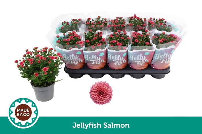 <h4>Chrysant Jellyfish Salmon</h4>