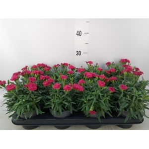 Dianthus car. 'Peman Merlot'