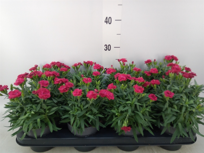 <h4>Dianthus car. 'Peman Merlot'</h4>