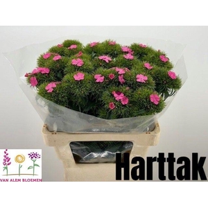 DI BARB S WILL PINK